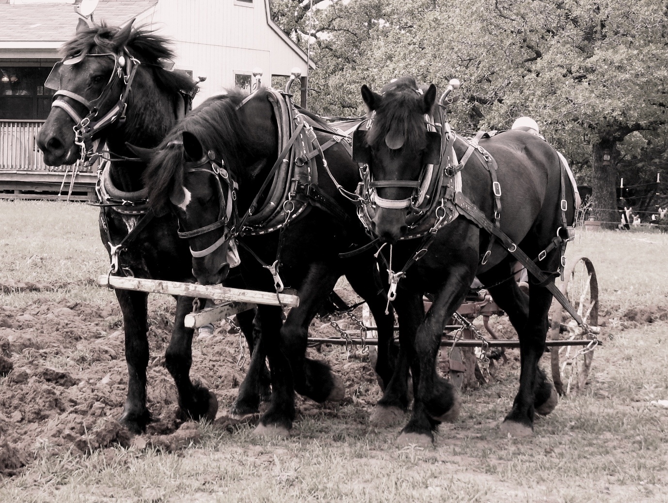 A Day In The Hayfields